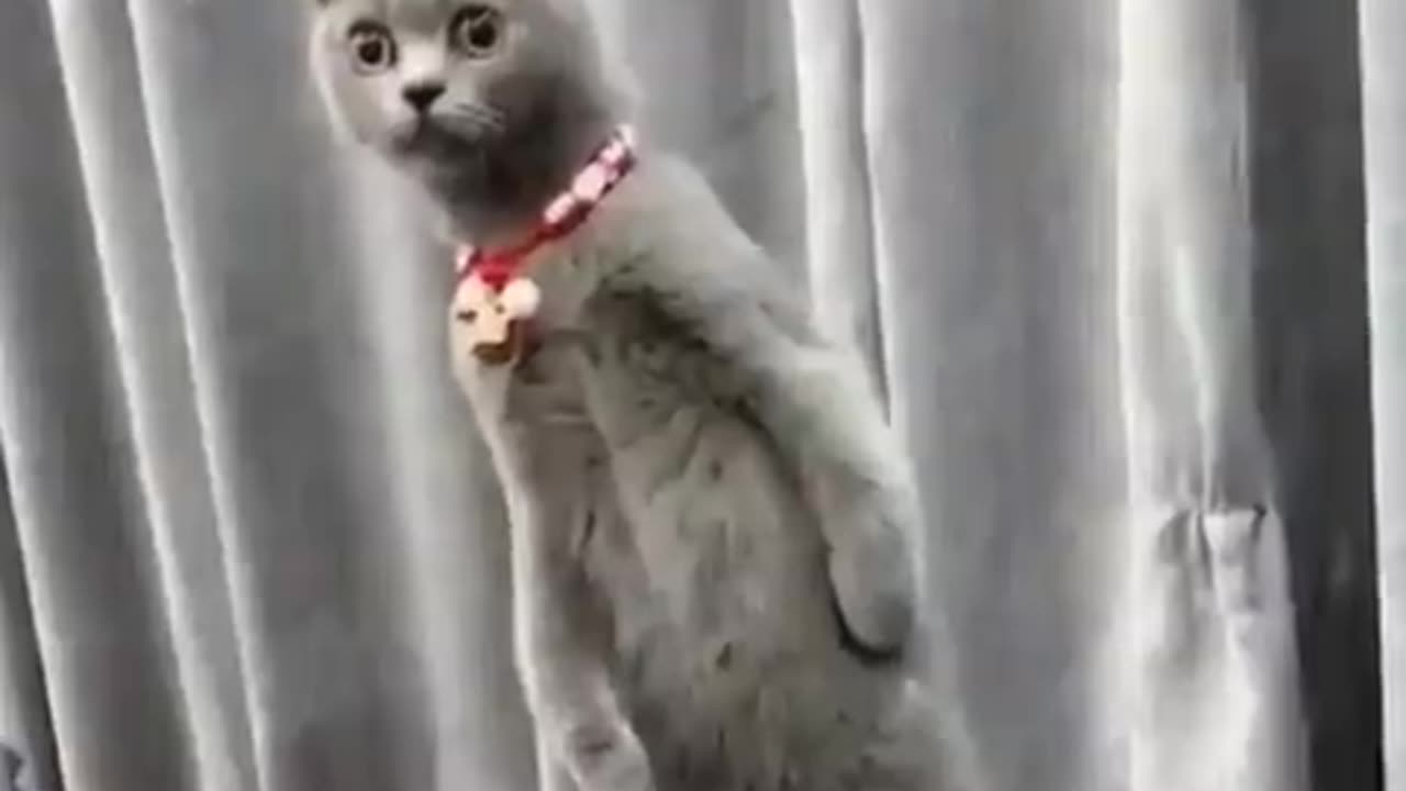 Animals funny video 🤣🤣🤣🤣