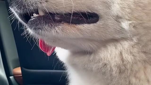 I don't think you've ever seen that lovely Samoyed