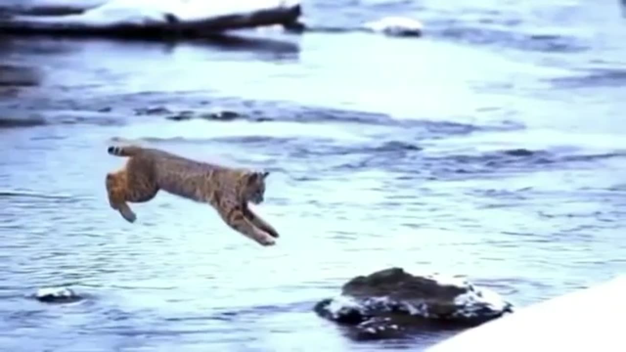 Spectacular jump from bobcat 😍