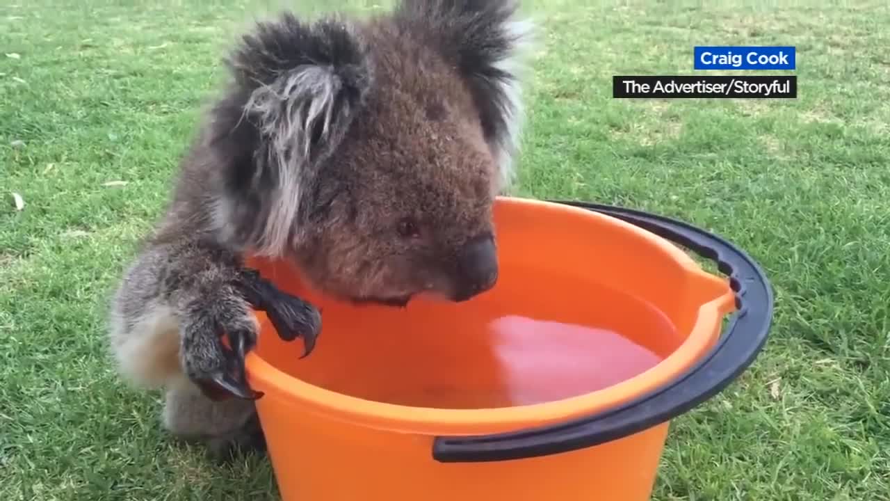 Thirsty koala accepts water from humans during scorching heat wave