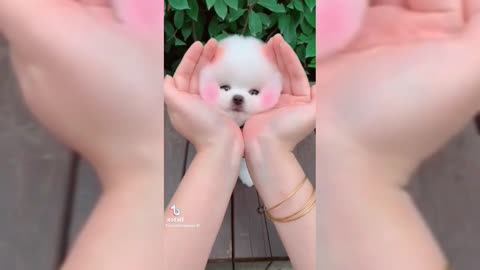 Little kitty 🐈