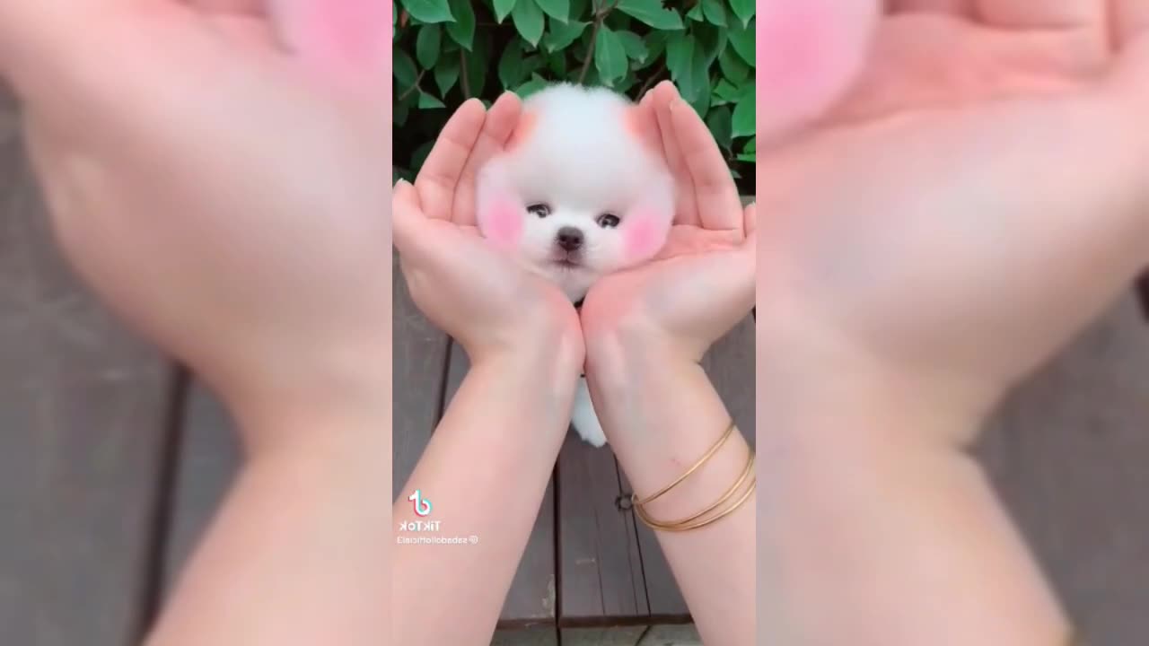Little kitty 🐈