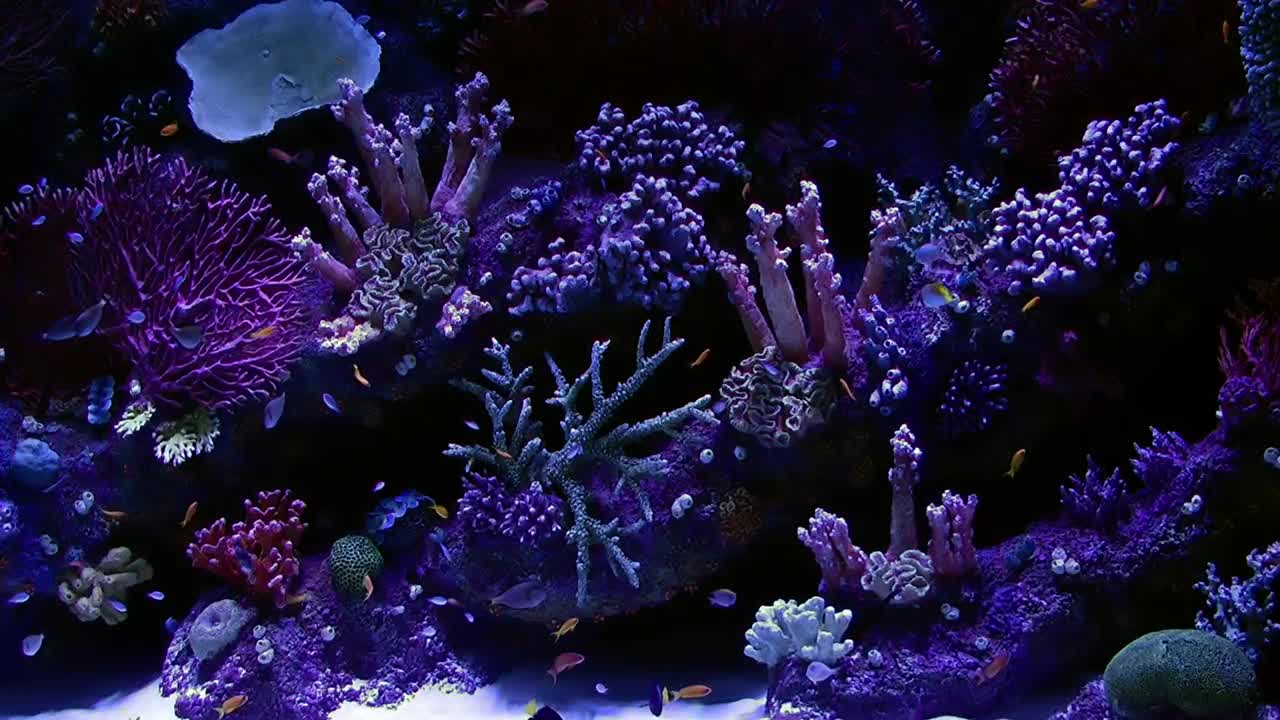 Beautiful Aquarium With Small Fish