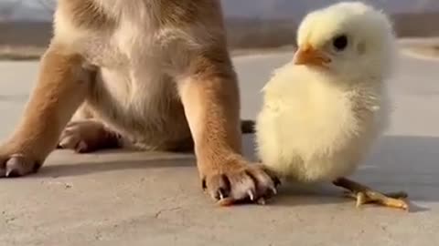 Funny baby animals videos - 22