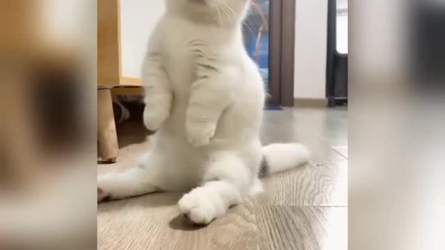 #Funny Cats try not to laugh ๐น๐น #funniest cat videos #shorts #2023