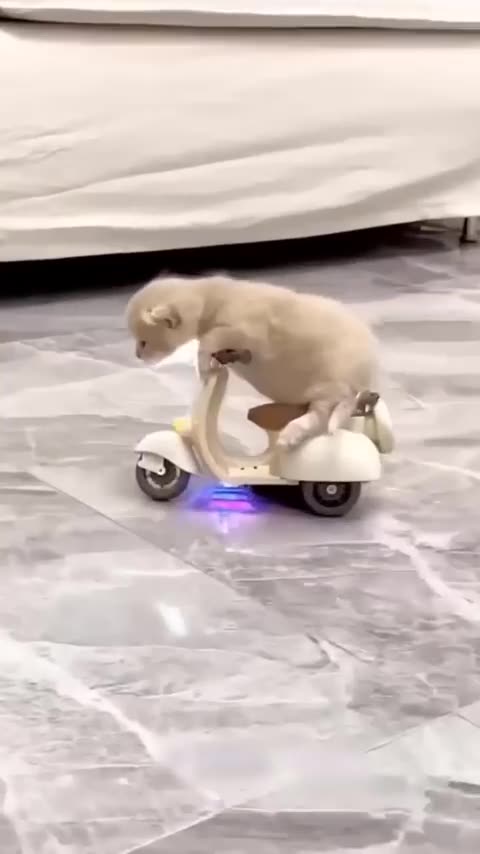 Funny cats funny cats ever hahahahaha