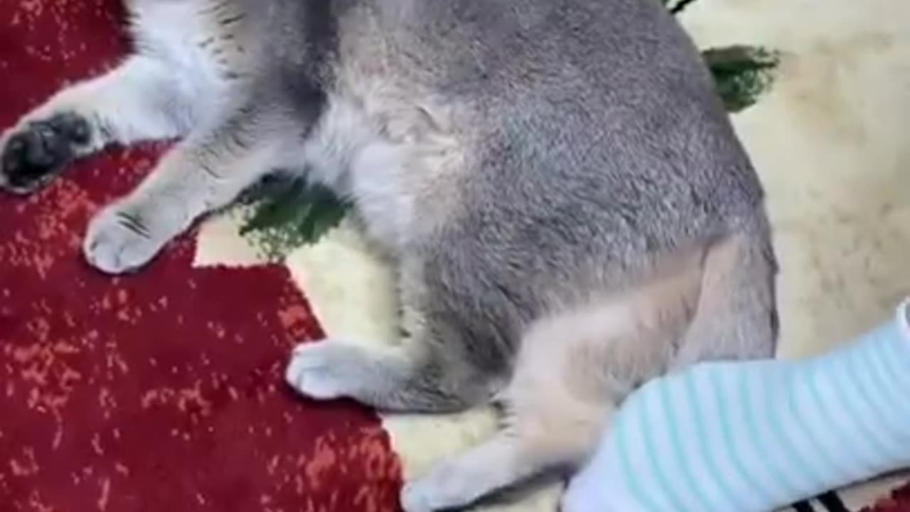 SINGER CAT FUNNY SHORT VIDEO