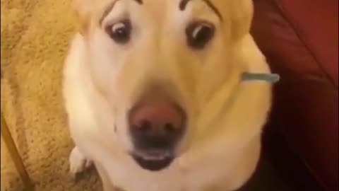 Funny Animal 🐱🐶 video