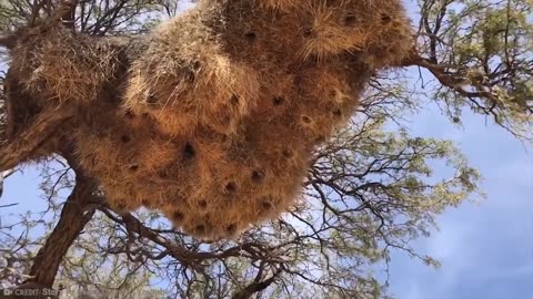 Most Amazing Nests in the World of Animal creation-