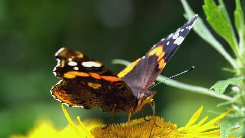 Butterfly Boogie Dance