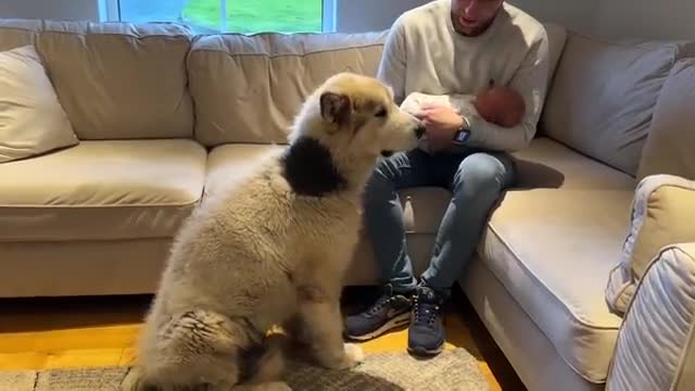 Phil The Malamute Dog Meets Newborn Baby For The First Time Ever!! (He cries!!)