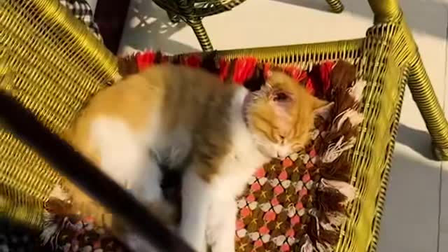 funnyvideo