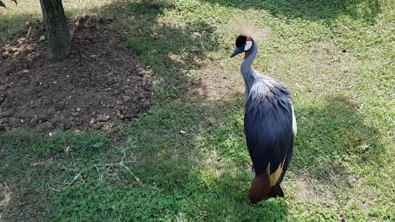 A Grey Crowned Crane On The Ground