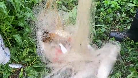 Amazing Fish Catching videos