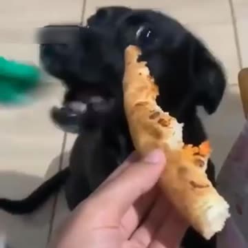 OMG Pizzaaaaaaaaaa 😂🤣😂