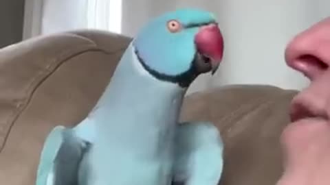 What happened #talkingparrot #funnyanimals #funnypets #parrot #indianringneck #cutepets #bird