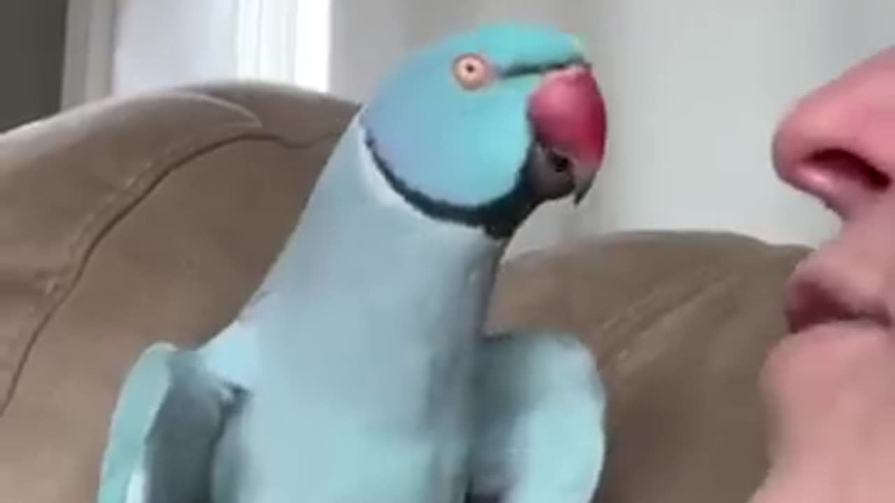 What happened #talkingparrot #funnyanimals #funnypets #parrot #indianringneck #cutepets #bird