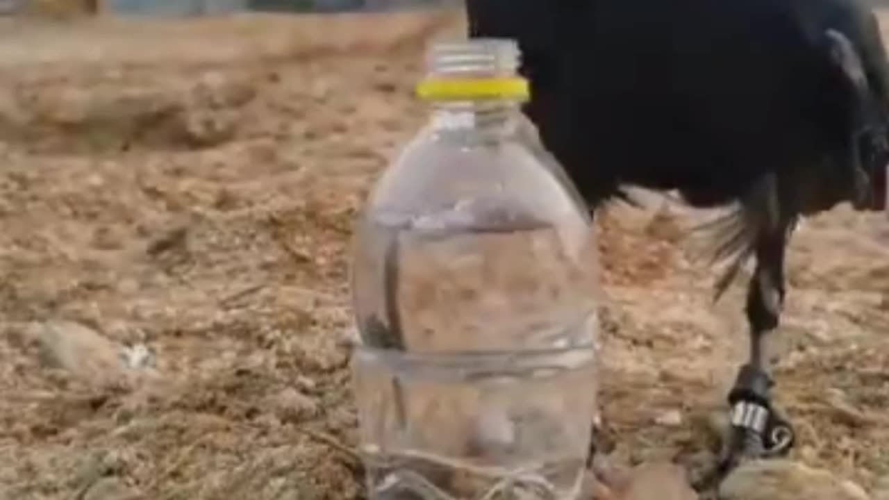 A rare scene of a crow drinking water is a beautiful sight 🦅🐦