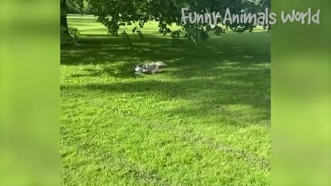 Funniest Dogs And Cats Videos 😅 - Best Funny Animal Videos 2022