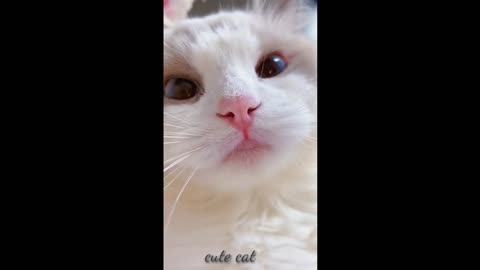 Baby cute cat video | #catvideo