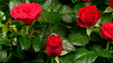 Red roses bush blossoms