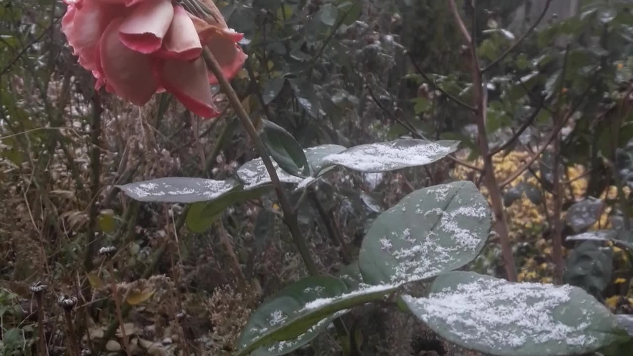 Rose in the snow