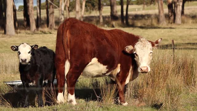 The cow is in the barn