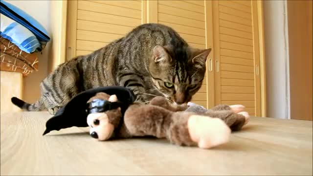 Cats & Annoying Toys