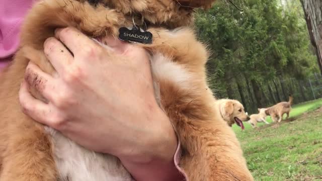 Puppy gets dirty at play time