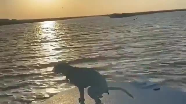 A dog on a boat. Funny joke to tears with a dog. Rzhaka 2021