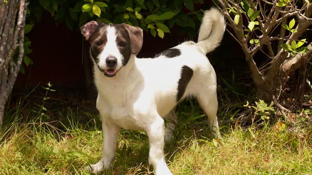 cute dog gets up to play