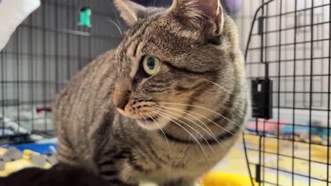 Mama Cat Reunited with Kittens After Weeks Apart