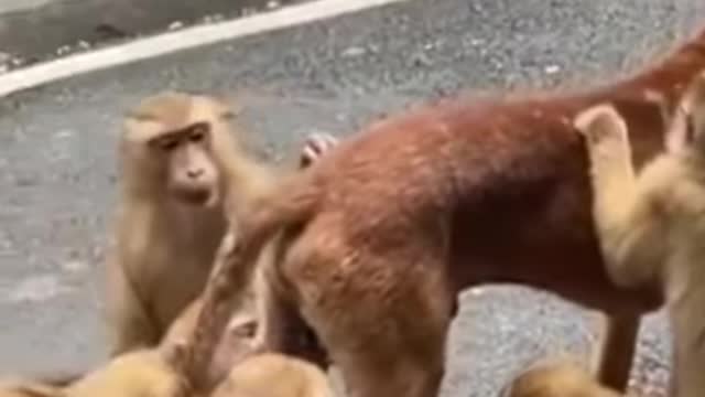 Dog And Monkeys🥰 Cute Animals 🥰