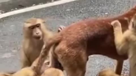 Dog And Monkeys🥰 Cute Animals 🥰