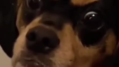 Best Funniest Animals Video of 2022 - Cute Cats😹 and Funny Dogs🐶 Videos!
