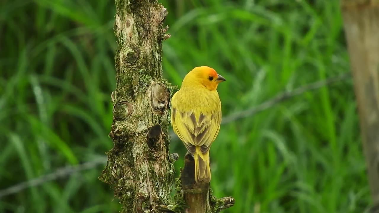 Beautiful Birds