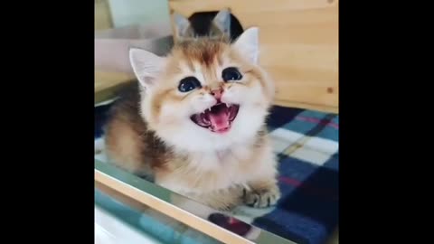 cute cats