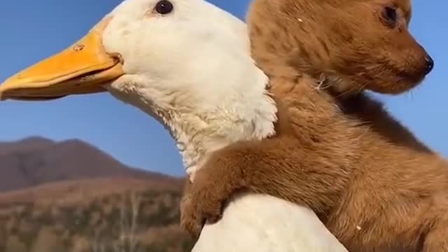 Cute little dog and his mother duck