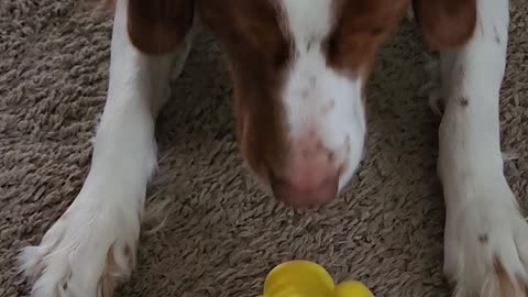 Love my pig toy