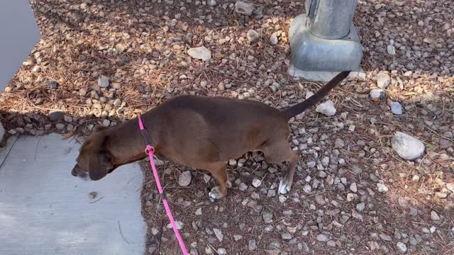 Walking Pebbles! (Wait... you call THIS a walk?!?)