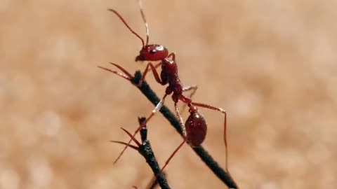 1k follower pls animal video