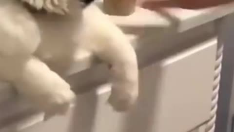 Funny Animal Videos 2022 😂 - Best Dogs And Cats Videos😂😂😂😂😂😂