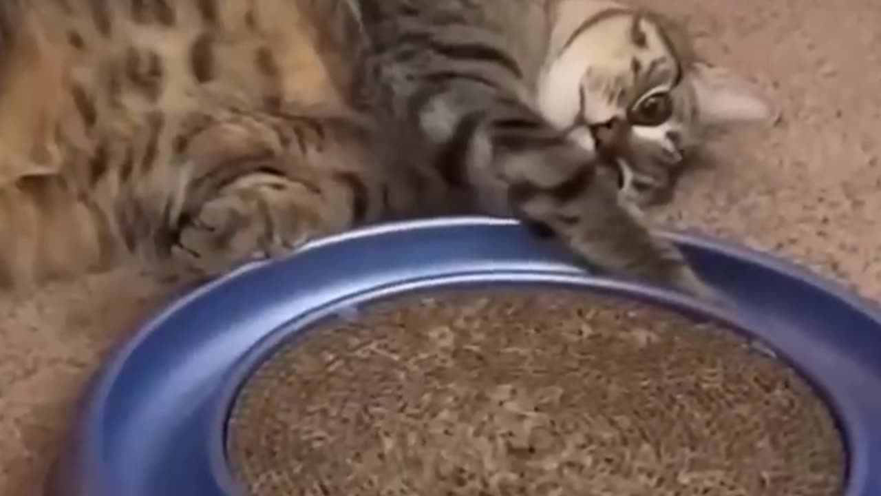 If cats can talk funny video compilation 😂