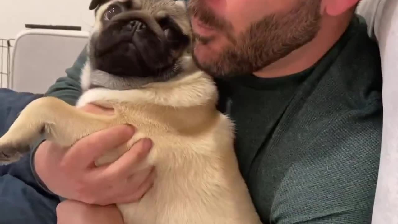 Pug Doug prank 🤣🤣