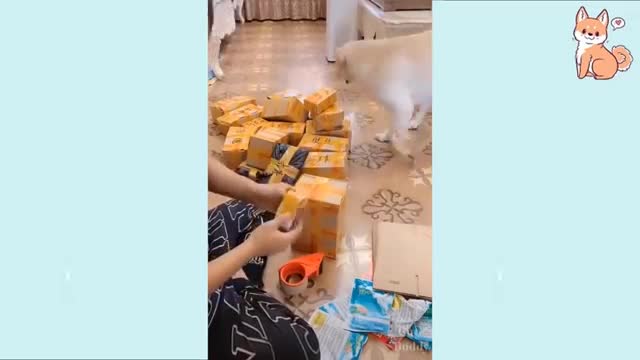 Very talented dog🐕