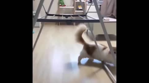 Funniest Animals - Best Of The 2021 Funny Animal Videos #67