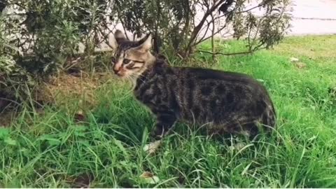 Cute cat that meows for food but doesn't approach because it's scared