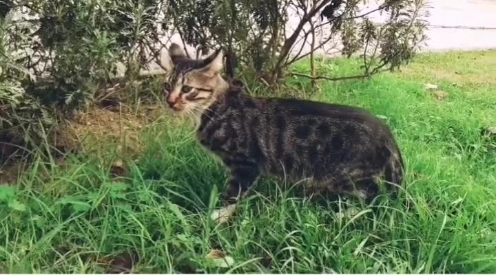 Cute cat that meows for food but doesn't approach because it's scared