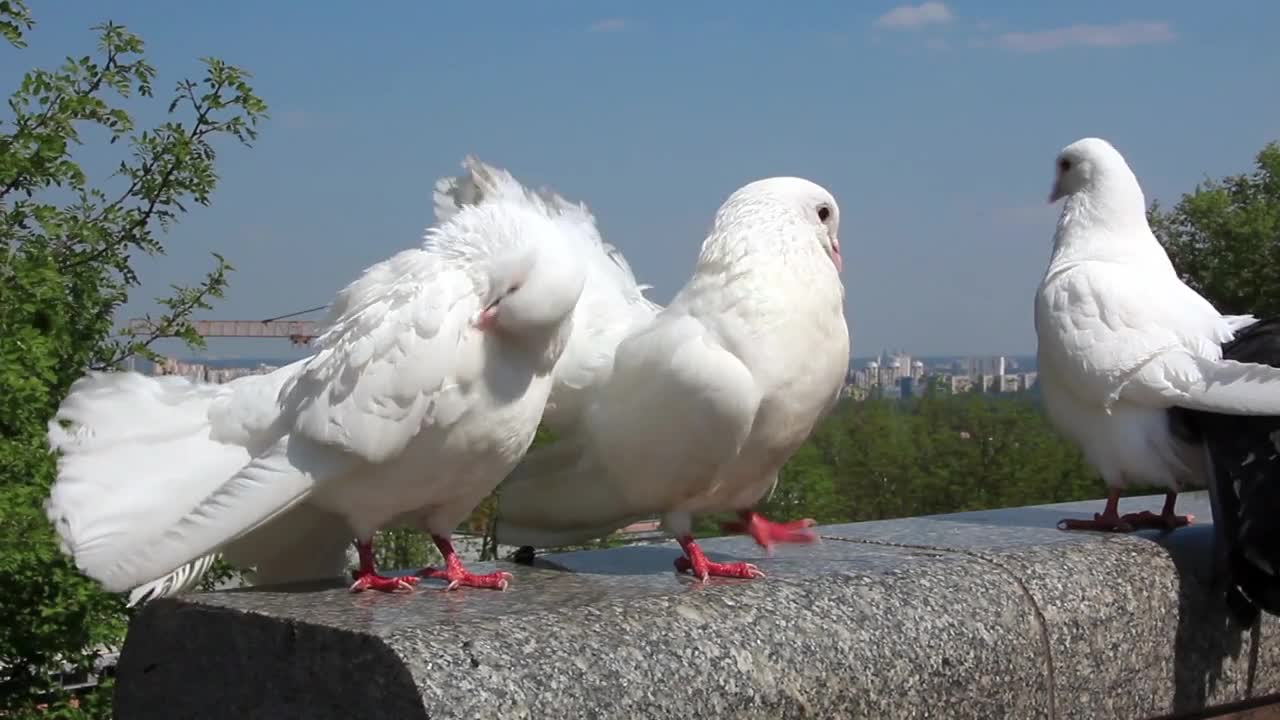 Beautiful white peacock pigeons