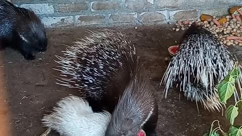 Porcupine family eating watermelon together